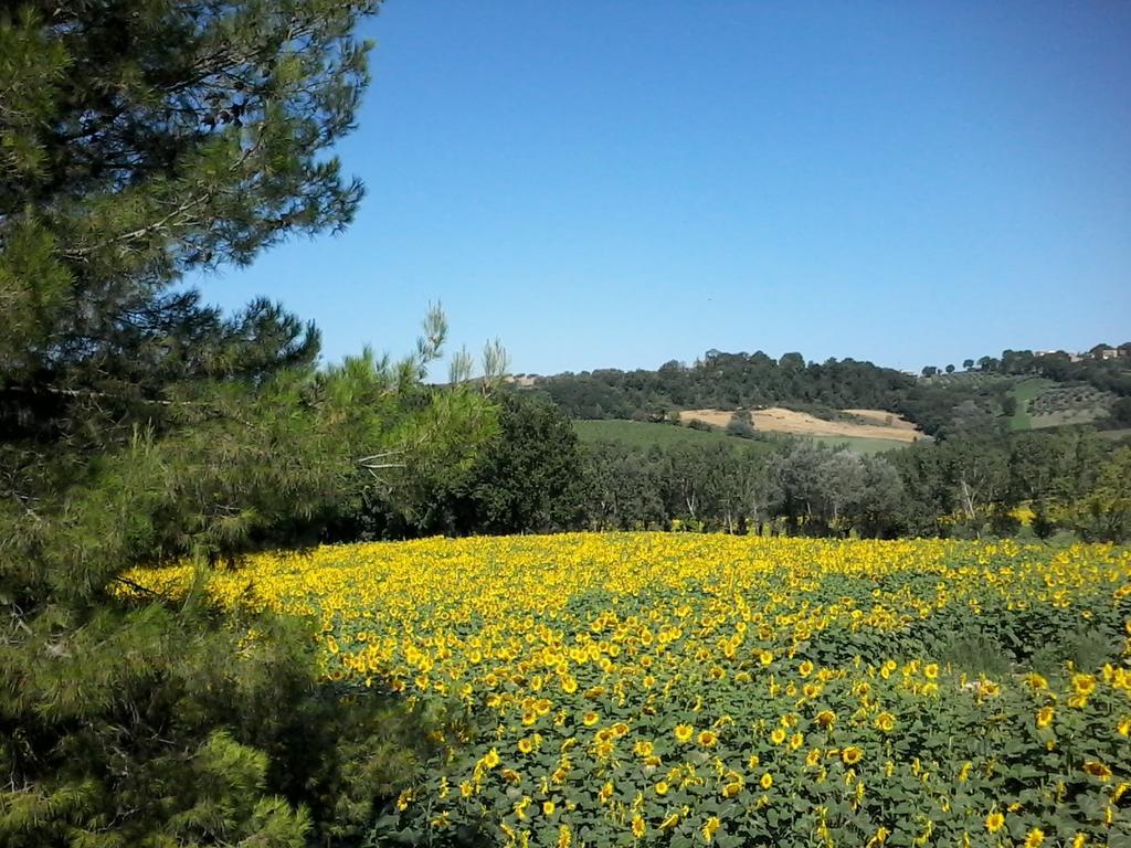 סן ג'מיני Bed And Breakfast Casale Isorella מראה חיצוני תמונה